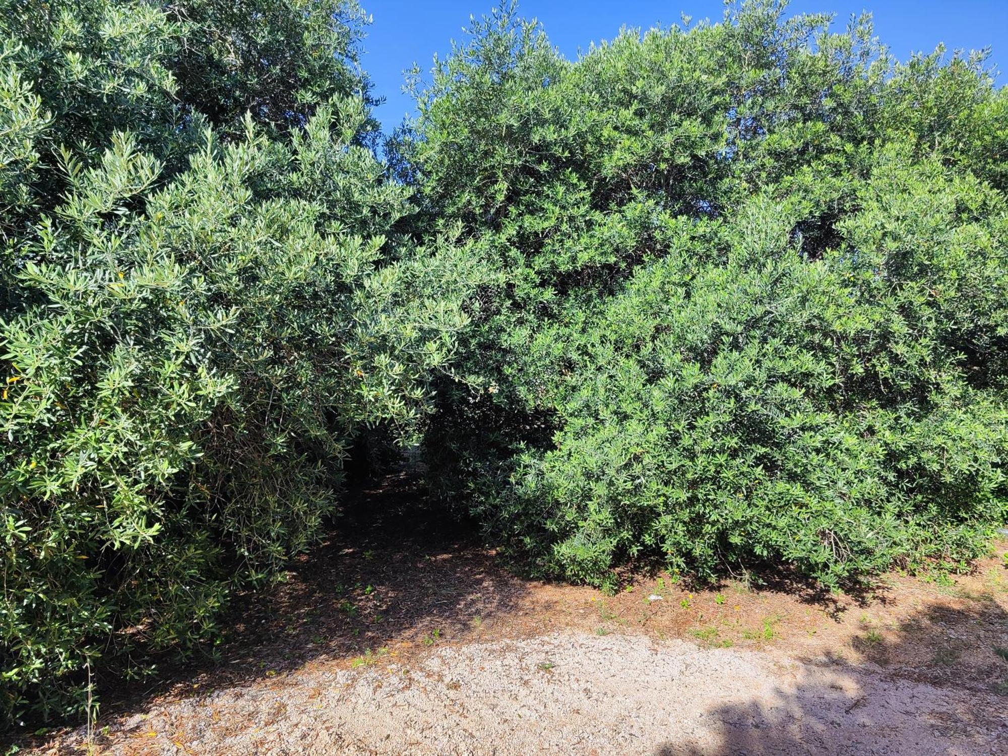 דירות Barbat na Rabu Maslinov Hlad מראה חיצוני תמונה